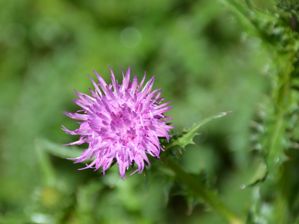 Cirsium ?
